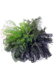 Common Yarrow